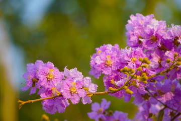 Obraz premium Lagerstroemia loudonii flower or Lagerstroemia floribunda.
