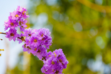 Obraz premium Lagerstroemia loudonii flower or Lagerstroemia floribunda.
