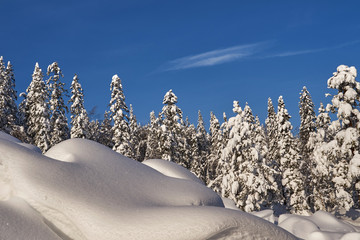 Winter forest with snow-covered fir trees high in the mountains. Sunny February day in the spruce forest. The trees are covered with snow to the top of their heads.