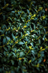 Leaves of a plant in neon colors