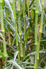 detalhe da planta de sorgo