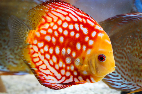 Diskusfische im Aquarium, Diskusfische gehören zu den Buntbarschen