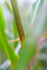 detalhe da planta de sorgo