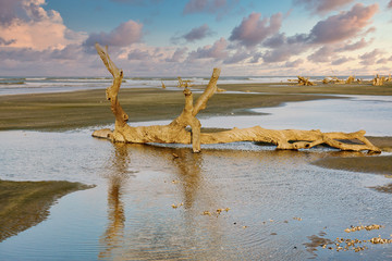 Driftwood on a deserted beach in late afternoon sun