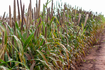 sorgo no campo