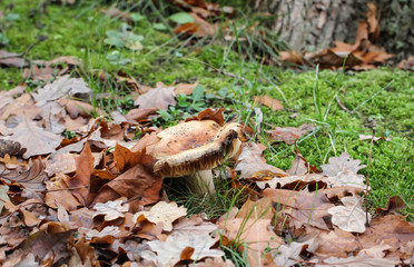 Nahaufnahme von Pilzen im herbstlichen Wald