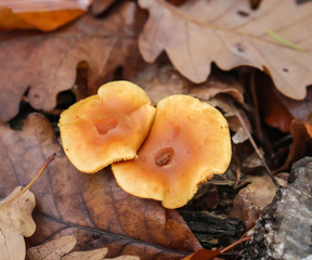 Nahaufnahme von Pilzen im herbstlichen Wald