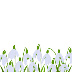 Obraz na płótnie Canvas Postcard spring vector snowdrops botanical illustration