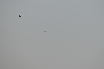 Birds flying through the fog, in the morning, pigeon birds flying in the foggy sky background of fog and sky.
