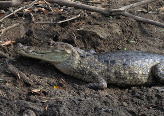 Kaiman in Costa Rica