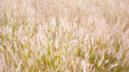 green wheat field nature background. grass flower background. cattails plant