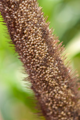 macrofotografia da espiga de sorgo