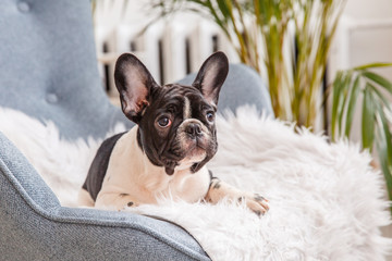 French bulldog puppy sitting on the couch, looking at the camera, Studio
