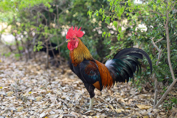 The fighting cock in garden nature farm at thailand