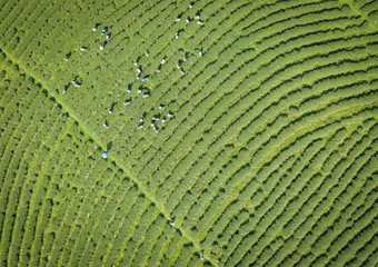 Aerial View Above Farmers Working And Harvesting Green Tea Farm