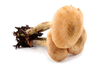 Honey fungus