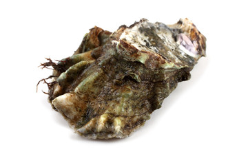 Oyster