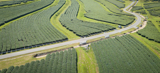 Aerial View Above Green Tea Farm
