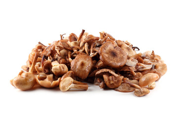 Obraz premium Honey fungus mushrooms