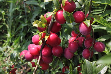 Obraz premium Red plums on tree