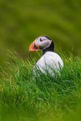 Isolated puffin on top of the hillside looking to the left, blurred background