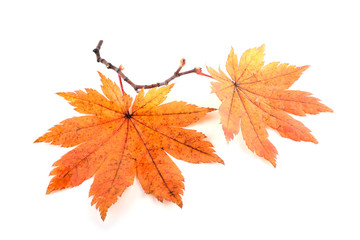 Autumn maple leaves