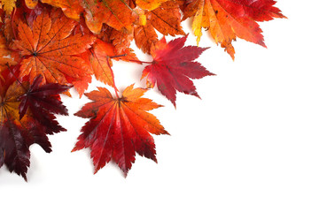 Autumn maple leaves