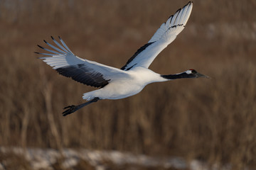Red crowned crane