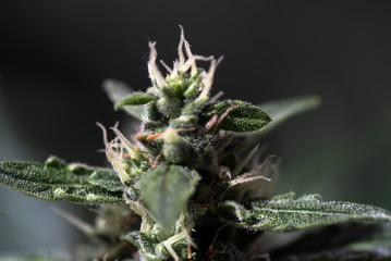 Naklejka na ściany i meble Closeup CBD Cannabis plant , cannabis sativa leaves, blooming medical marijuana plant. 