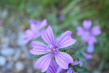 Beautiful purple flower in the garden