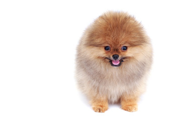 Obraz premium Dog breed pomeranian spitz