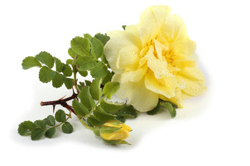Yellow rose