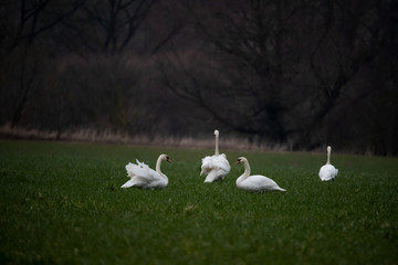 A group of swans in a field