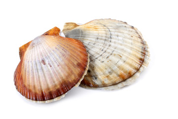 Two scallops