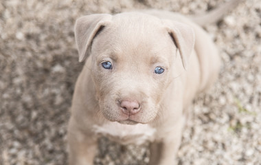 American Bully Pitbull Welpe 