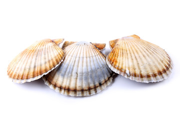Obraz premium Three scallops