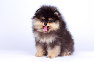 Dog breed pomeranian spitz