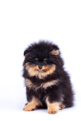Obraz premium Dog breed pomeranian spitz