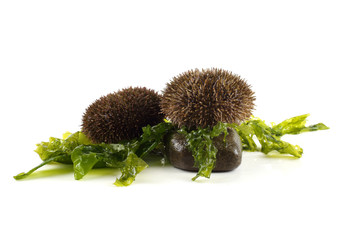 Gray sea urchins on alga