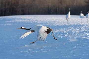 Red crowned crane