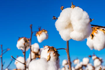 Agriculture - Beautiful, perfect cotton capsules with blue sky, sunset, high productivity - Agribusiness