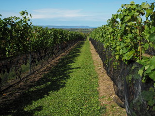 Fototapeta na wymiar Scenic landscape view of rows of grapevines in a vineyard