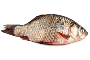 Crucian carp