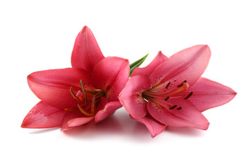 Fototapeta na wymiar Pink liliesPink lilies