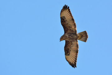 Eurasian Buzzard (Buteo buteo), Greece	