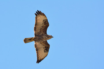 Fototapeta premium Eurasian Buzzard (Buteo buteo), Greece 