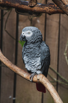 A picture of African grey parrot perched on the branch.   Vancouver BC Canada