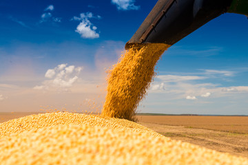 Soybean Harvest, Selected Soybean Seed, High Productivity