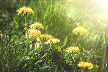 Springtime with dandelion in the grass un sunlight.