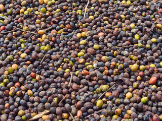 Fresh coffee beans drying spread out on the ground in the sun, on a plantation in the rain forest in Caribbean nation of the Dominican Republic
